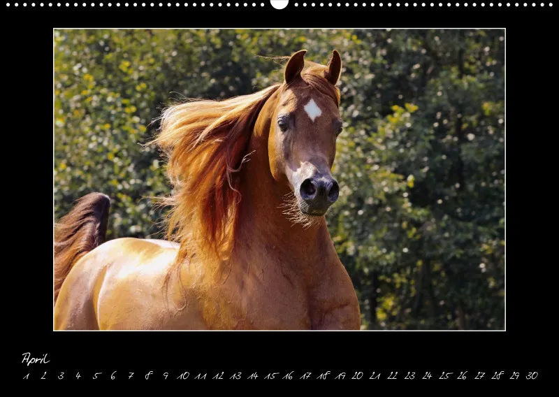 Arabian Passion Forever - der immerwährende Kalender !