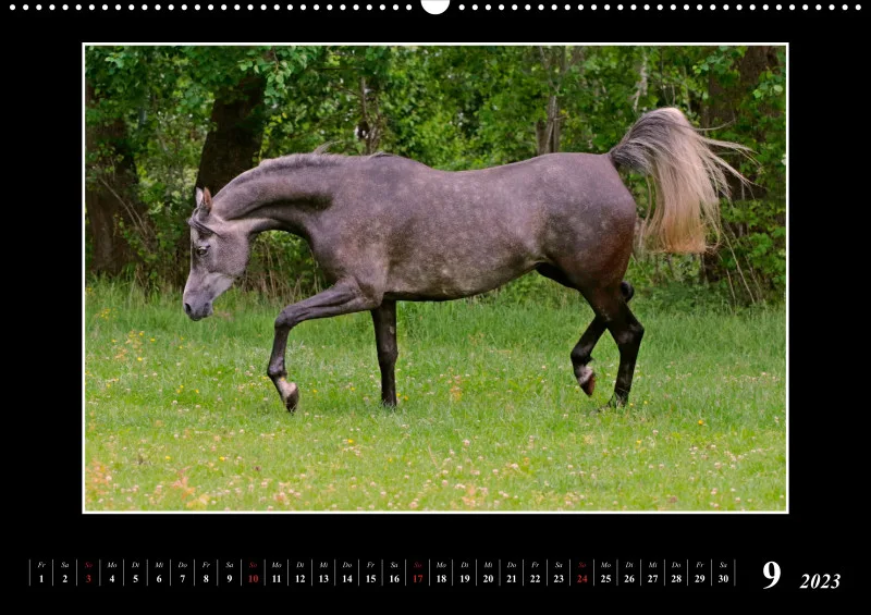 Beloved Arabian Horses 2023