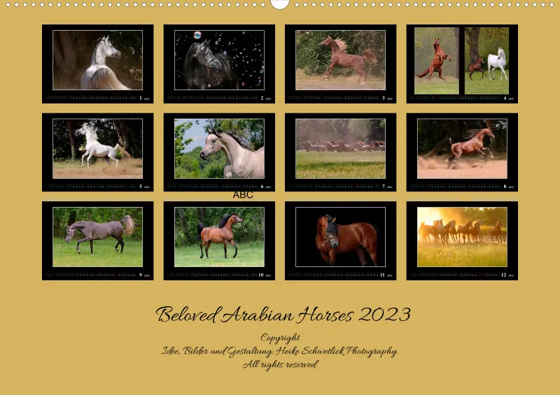 Beloved Arabian Horses 2023
