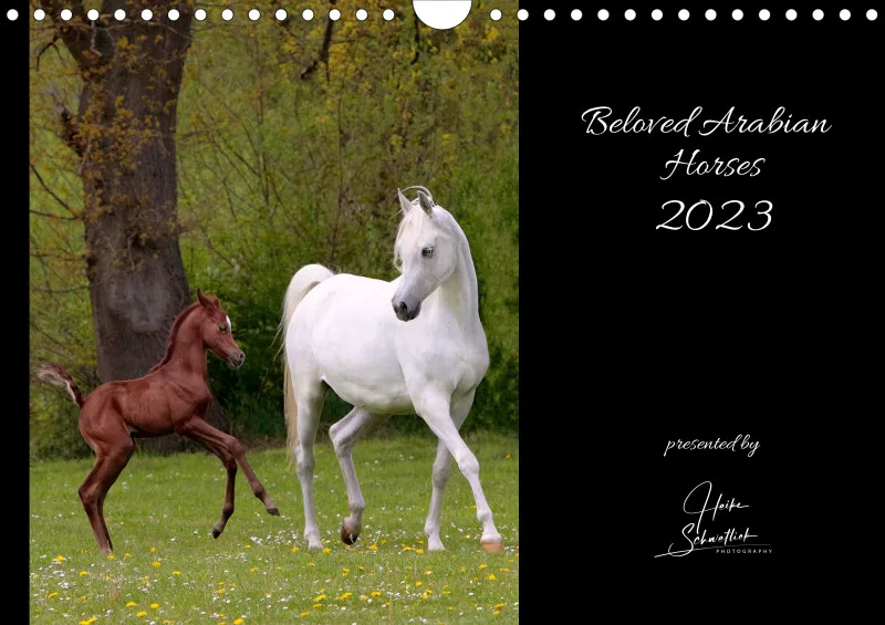 Beloved Arabian Horses 2023