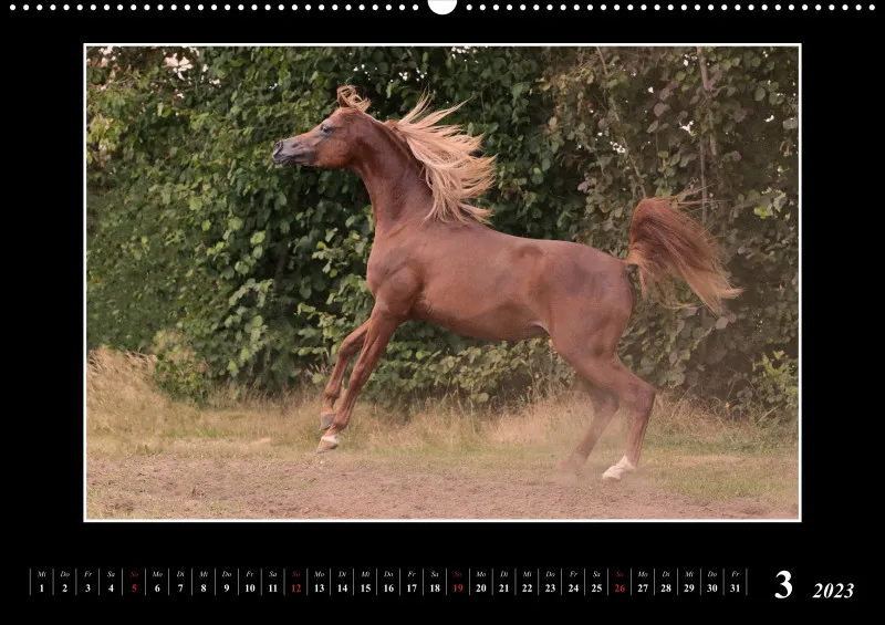 Beloved Arabian Horses 2023