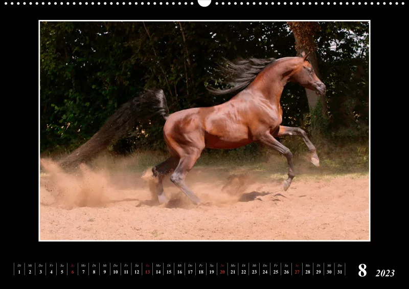Beloved Arabian Horses 2023