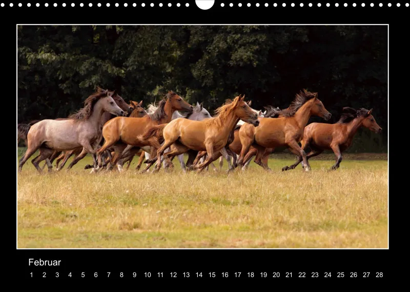 Herds of Arabian Horses - ein immerwährender Wandkalender