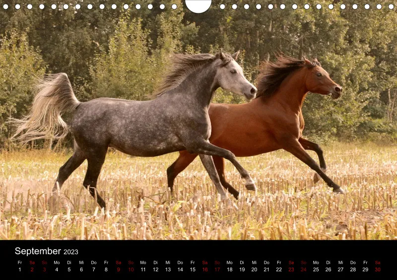 Beloved Arabian Horses 2023