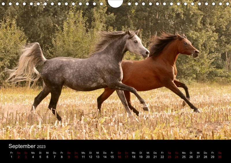 Beloved Arabian Horses 2023