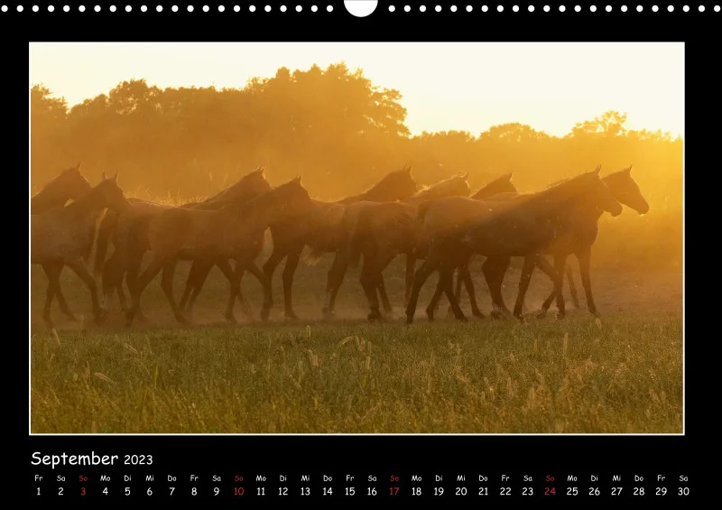 Beloved Arabian Horses 2023