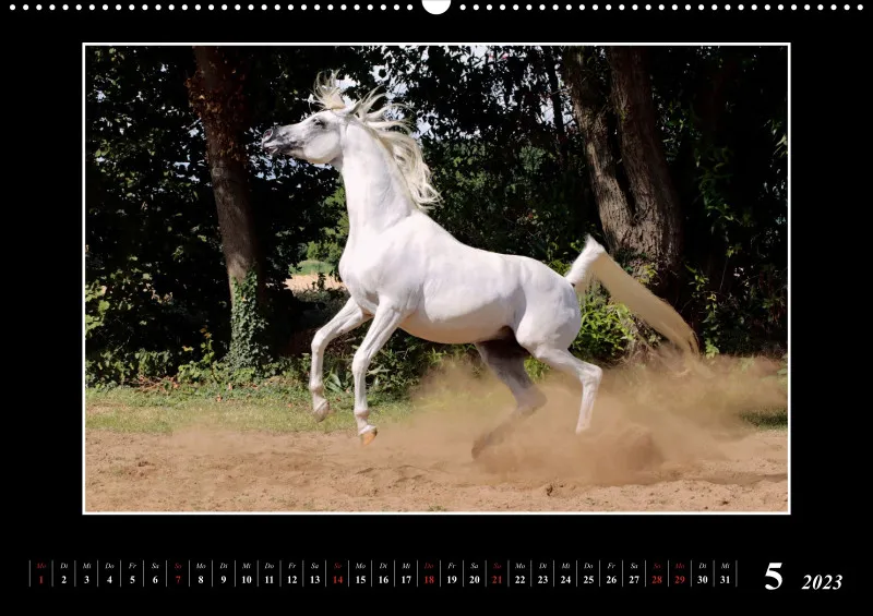 Beloved Arabian Horses 2023