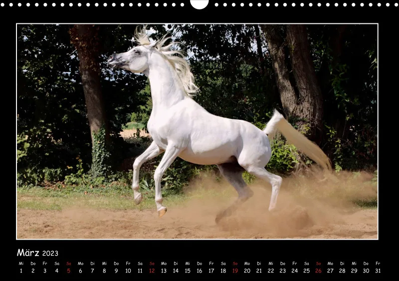 Beloved Arabian Horses 2023