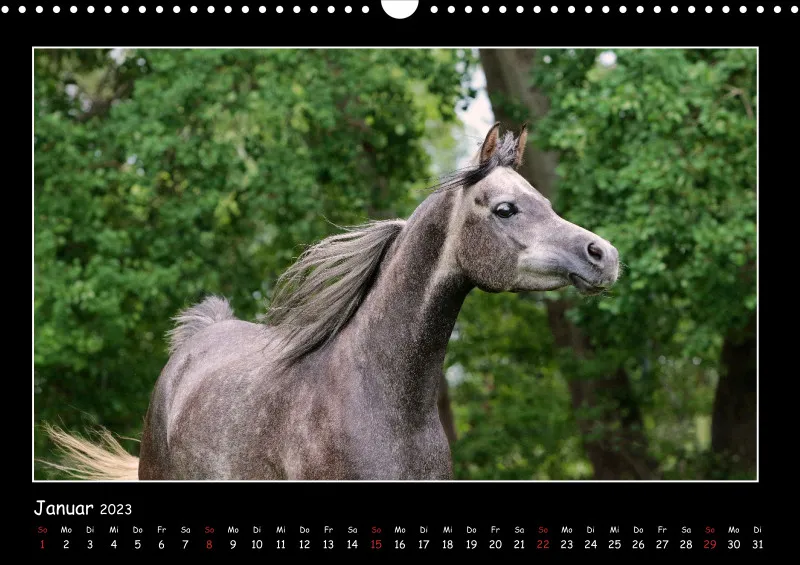 Beloved Arabian Horses 2023