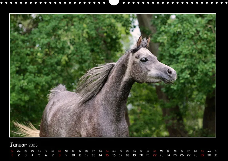 Beloved Arabian Horses 2023