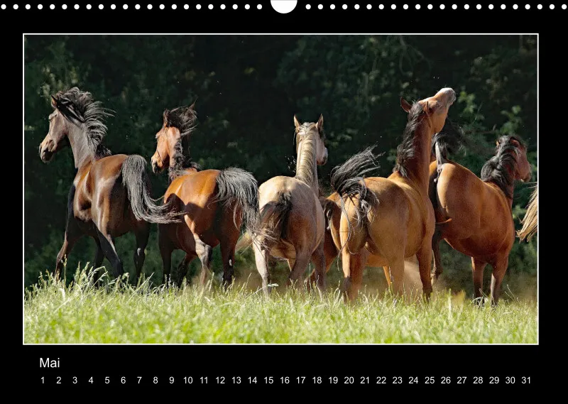 Herds of Arabian Horses - ein immerwährender Wandkalender