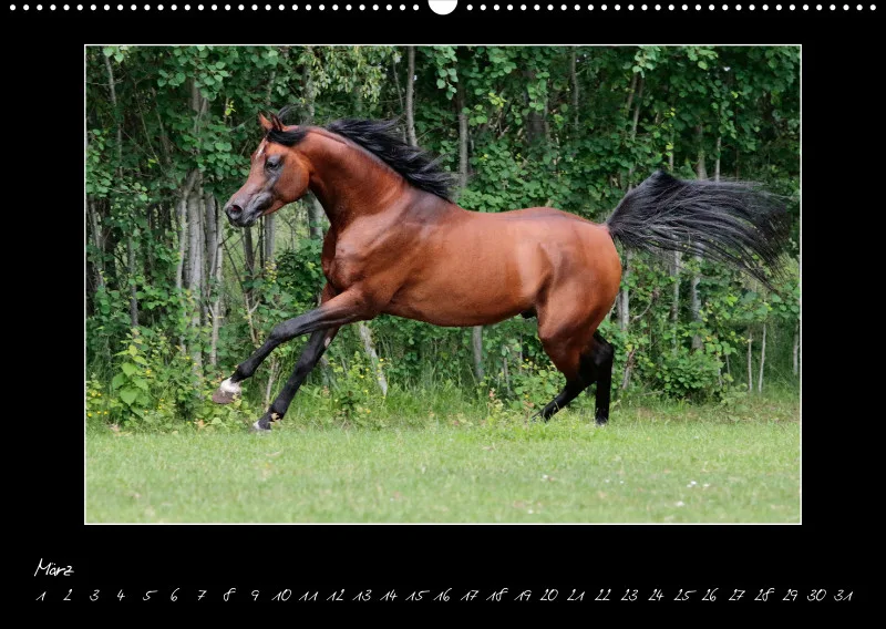 Arabian Passion Forever - der immerwährende Kalender !
