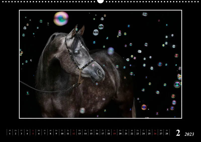 Beloved Arabian Horses 2023