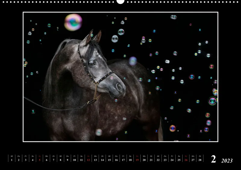 Beloved Arabian Horses 2023