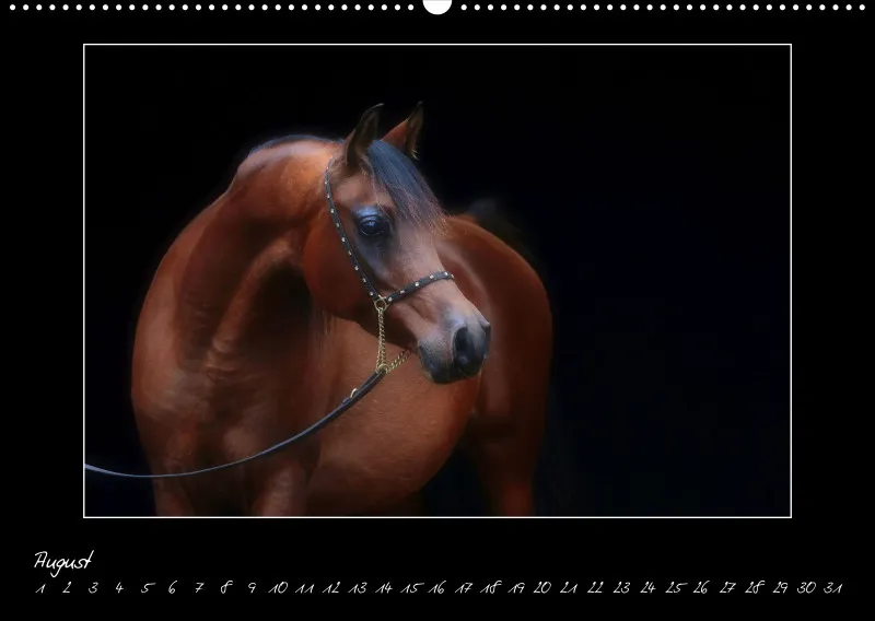 Arabian Passion Forever - der immerwährende Kalender !