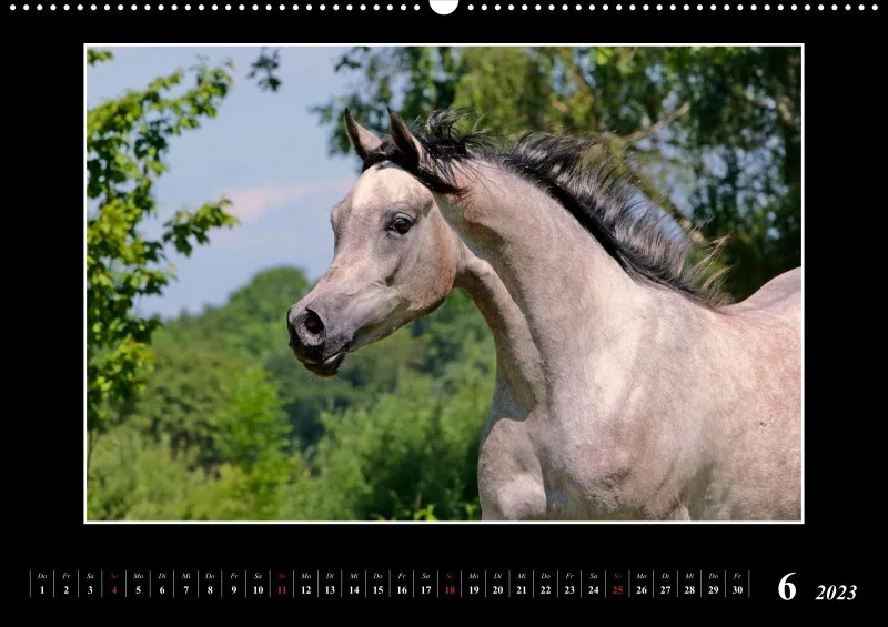 Beloved Arabian Horses 2023