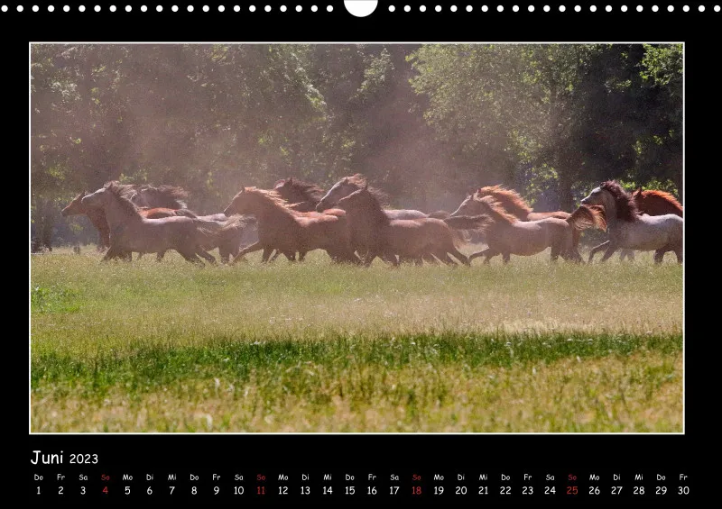 Beloved Arabian Horses 2023