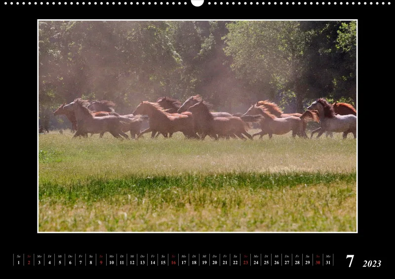 Beloved Arabian Horses 2023