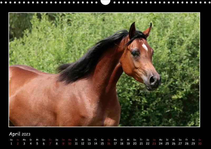 Beloved Arabian Horses 2023