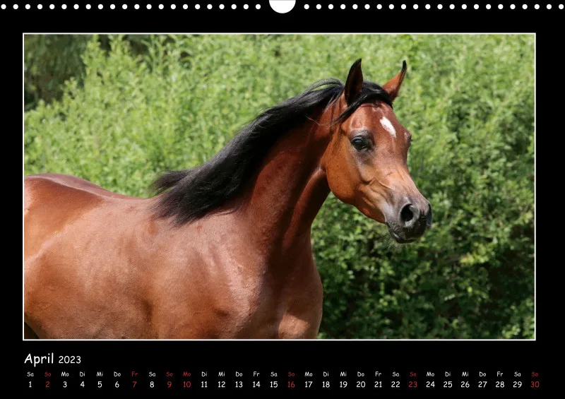 Beloved Arabian Horses 2023
