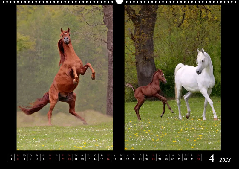 Beloved Arabian Horses 2023