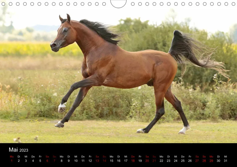 Beloved Arabian Horses 2023