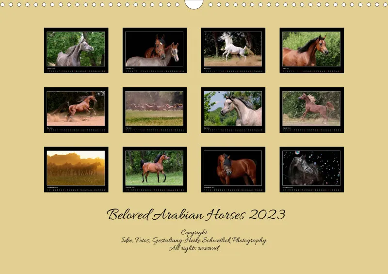 Beloved Arabian Horses 2023