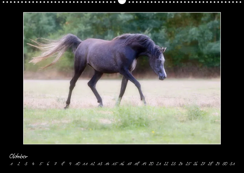 Arabian Passion Forever - der immerwährende Kalender !
