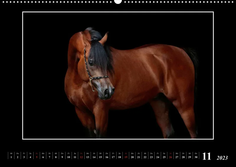 Beloved Arabian Horses 2023