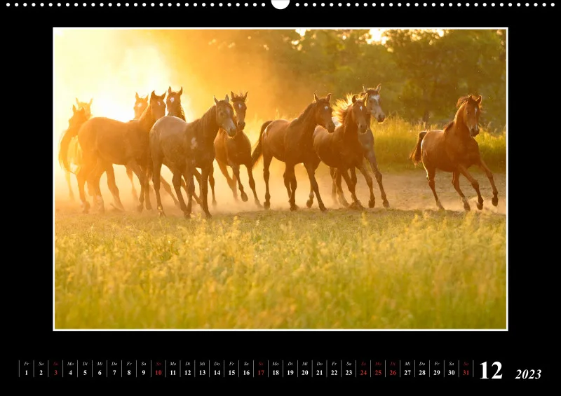 Beloved Arabian Horses 2023