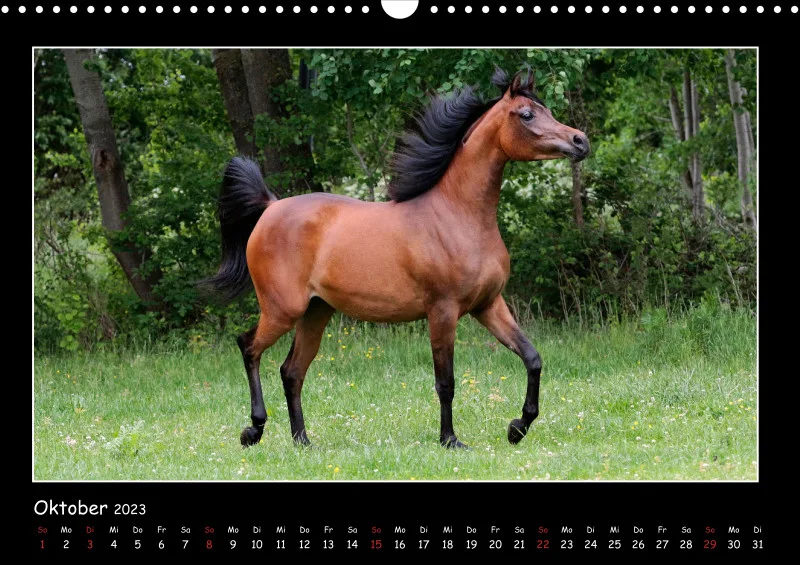 Beloved Arabian Horses 2023