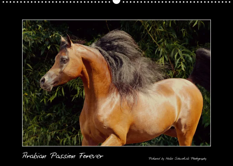 Arabian Passion Forever - der immerwährende Kalender !