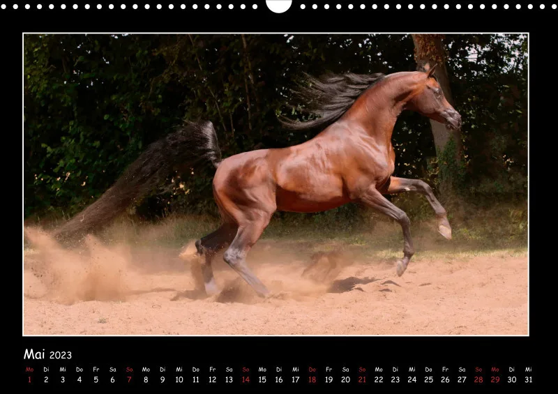 Beloved Arabian Horses 2023