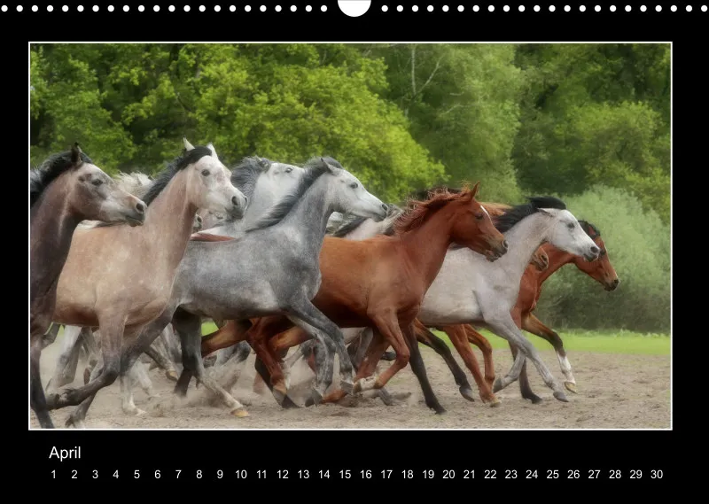 Herds of Arabian Horses - ein immerwährender Wandkalender