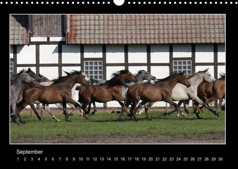 Herds of Arabian Horses - ein immerwährender Wandkalender