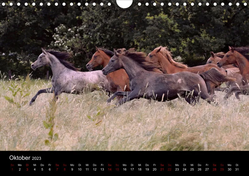 Beloved Arabian Horses 2023