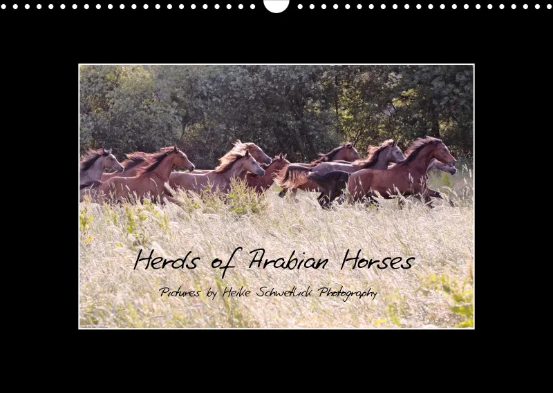 Herds of Arabian Horses - ein immerwährender Wandkalender
