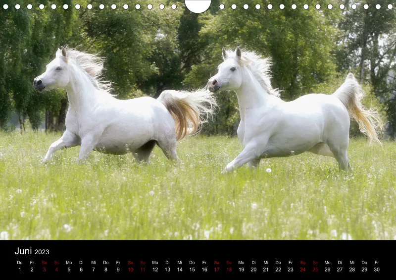 Beloved Arabian Horses 2023