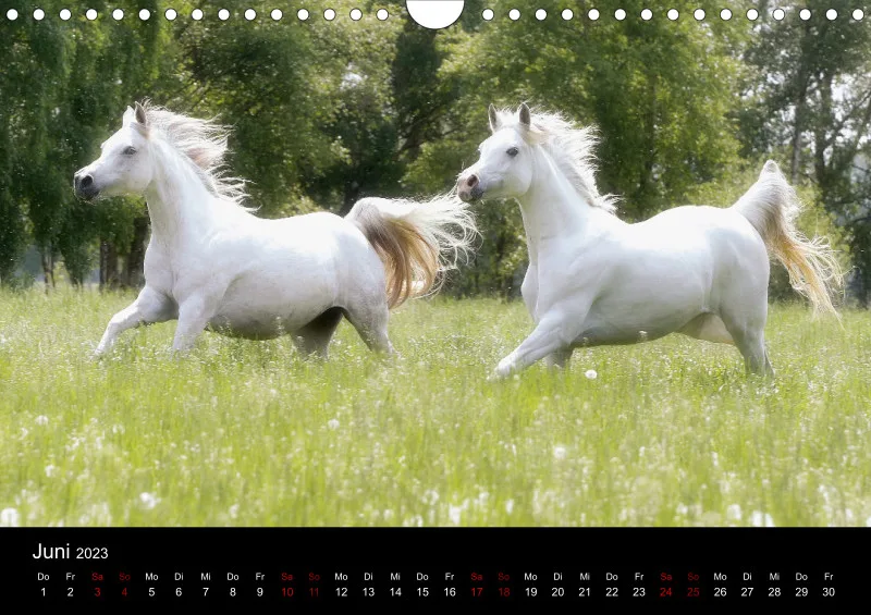 Beloved Arabian Horses 2023