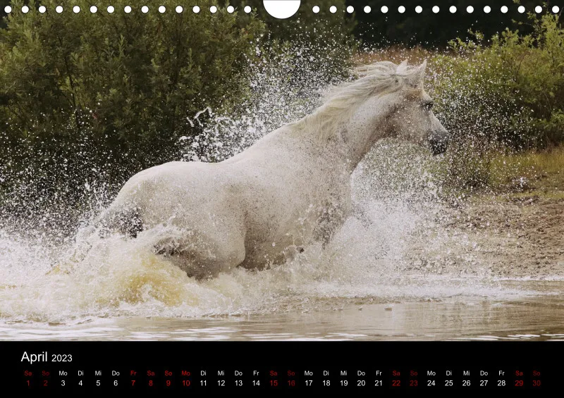 Beloved Arabian Horses 2023