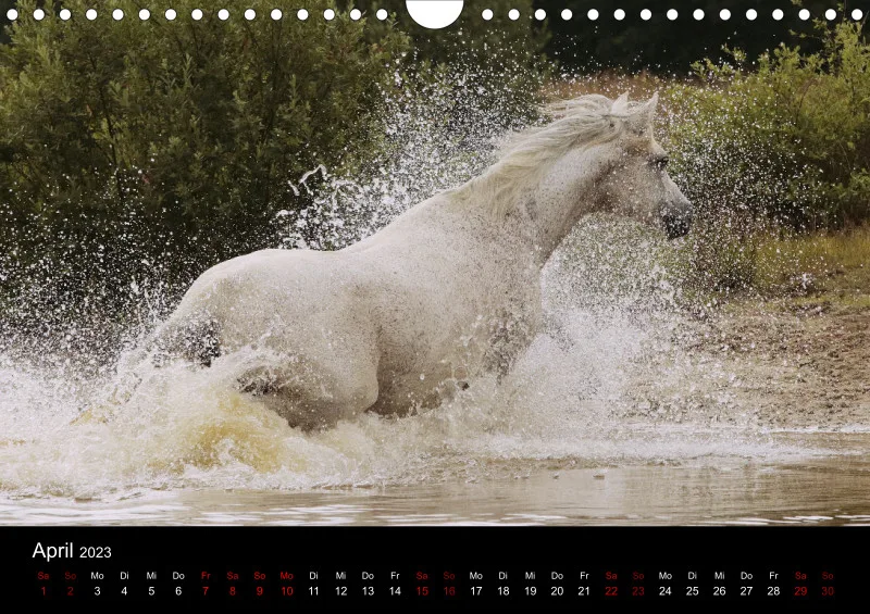 Beloved Arabian Horses 2023