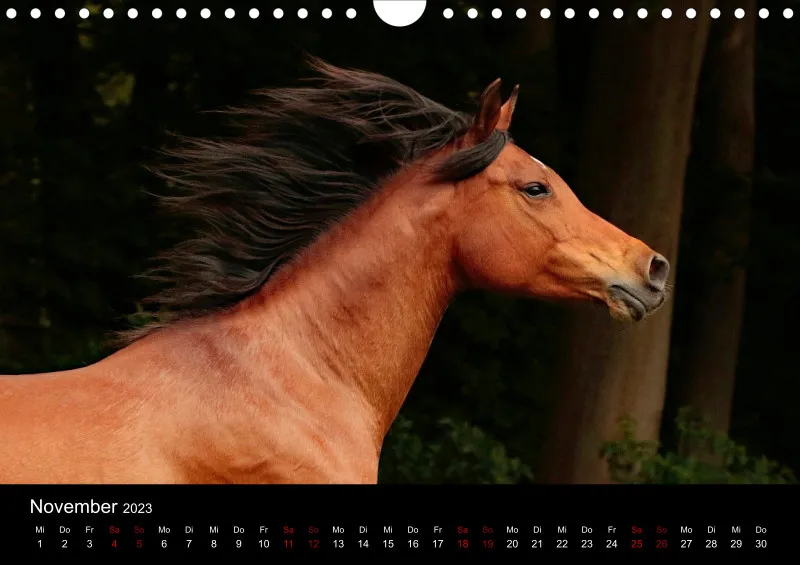 Beloved Arabian Horses 2023