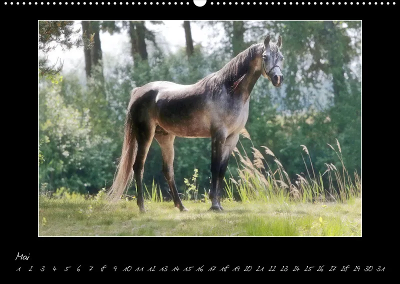 Arabian Passion Forever - der immerwährende Kalender !