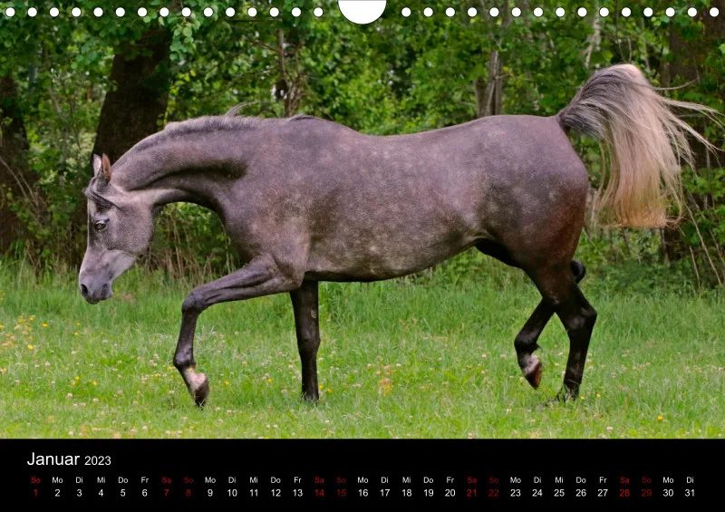 Beloved Arabian Horses 2023