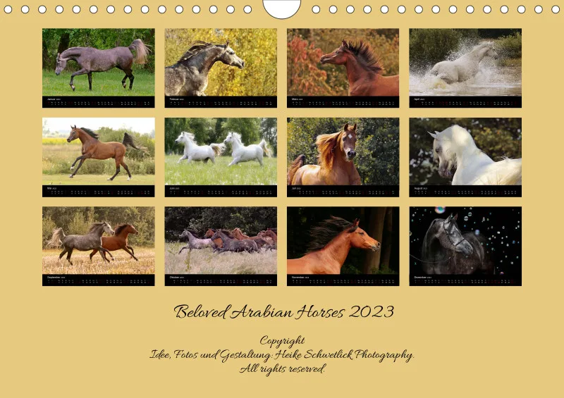 Beloved Arabian Horses 2023