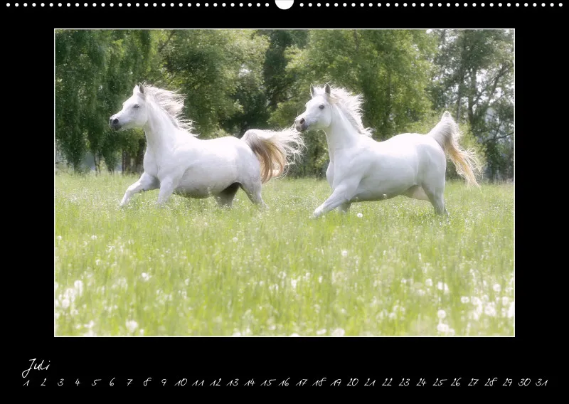 Arabian Passion Forever - der immerwährende Kalender !