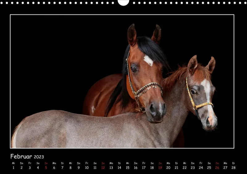 Beloved Arabian Horses 2023