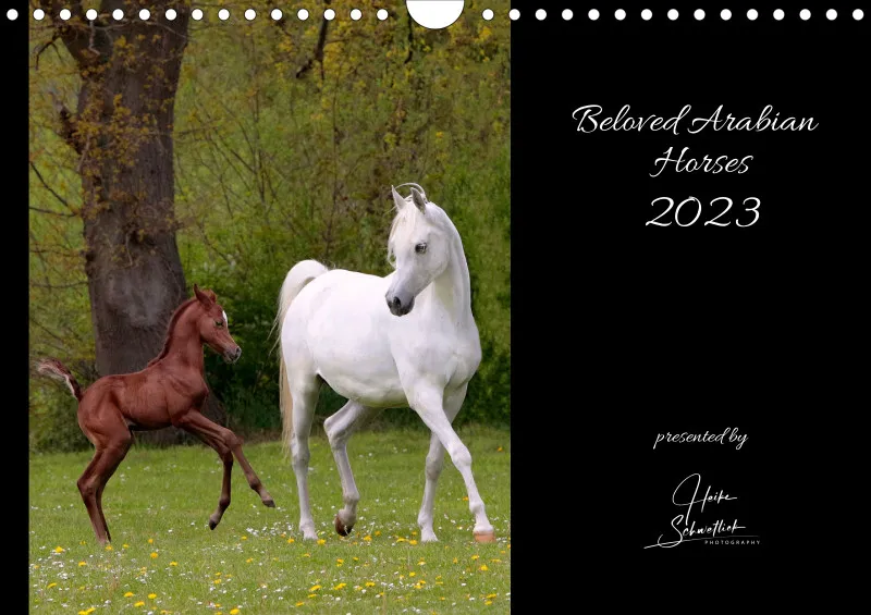 Beloved Arabian Horses 2023
