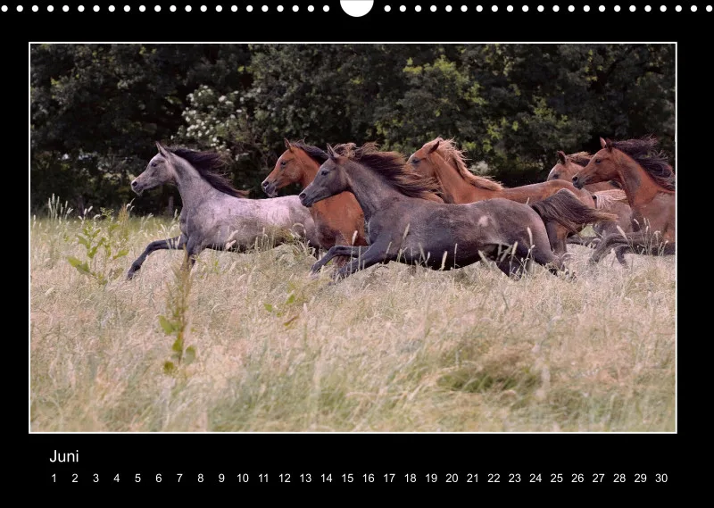 Herds of Arabian Horses - ein immerwährender Wandkalender