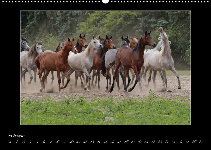 Arabian Passion Forever - der immerwährende Kalender !